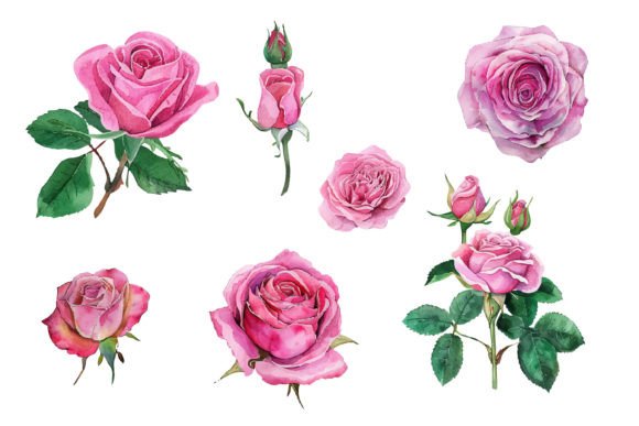 The Art of Elegance: Unlocking Creative Potential with Pink Rose Watercolor Illustration and the 7 PNG Flowers Clipart Bundle Pack