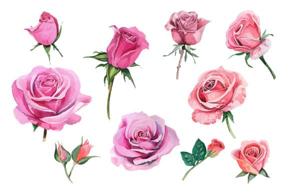 Watercolor Pink Rose Flower Bouquet for Every Creative Project
